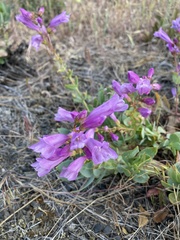 Penstemon barrettiae