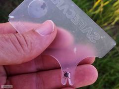 Rhipicephalus maculatus