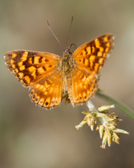 Aricoris campestris