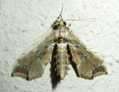 Leucinodes laisalis