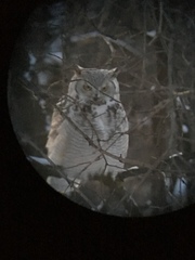 Bubo virginianus subarcticus