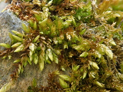 Rhynchostegium murale