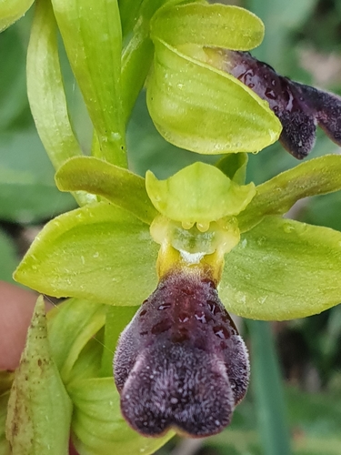 Ophrys omegaifera image