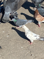 Columba livia domestica