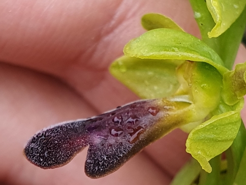 Ophrys omegaifera subsp. hayekii image