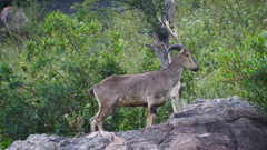 Nilgiritragus hylocrius