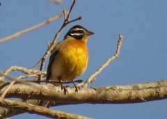 Emberiza flaviventris flaviventris