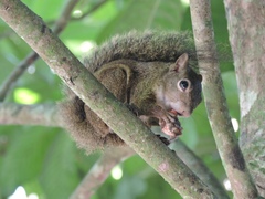 Sciurus aestuans ingrami