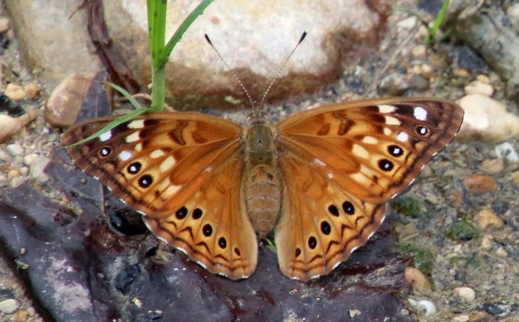 Hackberry Emperor