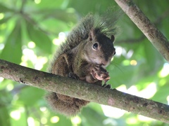 Sciurus aestuans ingrami