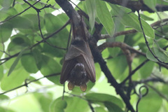 Epomophorus pusillus