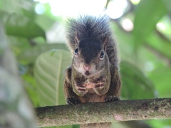 Sciurus aestuans ingrami