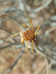Senecio flaccidus flaccidus