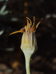 Senecio flaccidus flaccidus