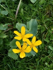 Caltha palustris