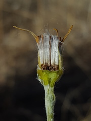 Senecio flaccidus flaccidus