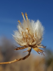 Senecio flaccidus flaccidus
