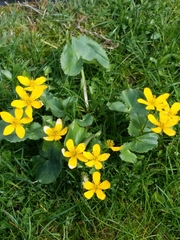 Caltha palustris