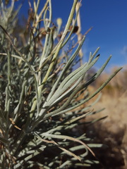 Senecio flaccidus flaccidus