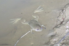Xenopus