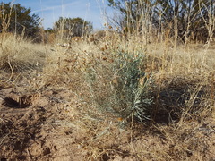 Senecio flaccidus flaccidus