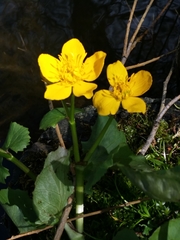 Caltha palustris