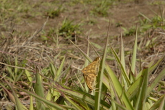 Taractrocera ceramas