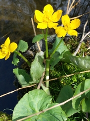 Caltha palustris