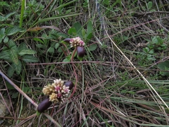 Alternanthera macbridei