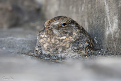 Caprimulgus affinis stictomus