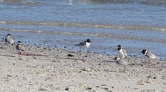 Thinornis cucullatus