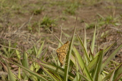 Taractrocera ceramas