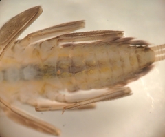 Leucrocuta aphrodite