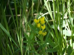 Thermopsis