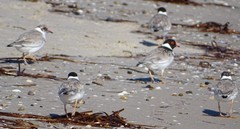 Thinornis cucullatus