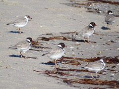 Thinornis cucullatus