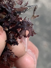 Chondrus crispus