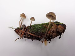 Mycena plumipes