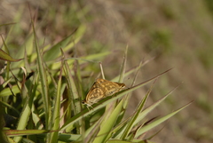 Taractrocera ceramas