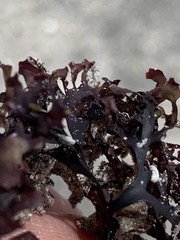 Chondrus crispus