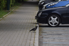 Corvus cornix