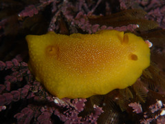 Doriopsilla albopunctata