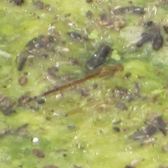 Oxyallagma dissidens