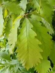 Quercus