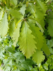 Quercus