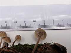 Mycena plumipes
