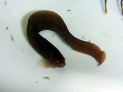 Apodichthys flavidus