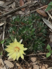 Mammillaria sphaerica
