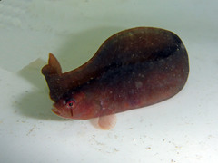 Apodichthys flavidus