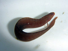 Apodichthys flavidus